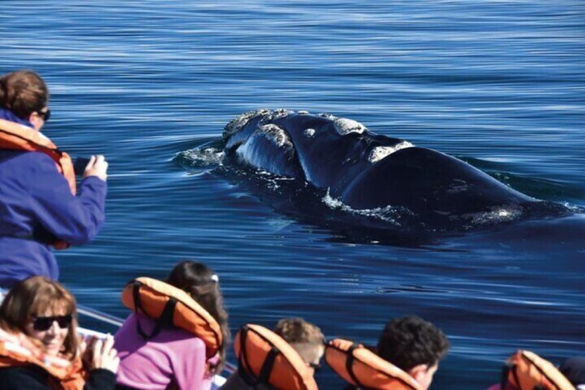 Valdes Peninsula Full day Tour and Whale Watching from Pto Madryn