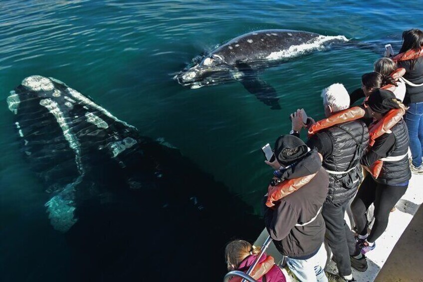 Valdes Peninsula Full day Tour and Whale Watching from Pto Madryn