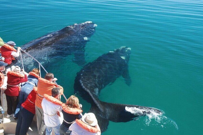 Valdes Peninsula Full day Tour and Whale Watching from Pto Madryn