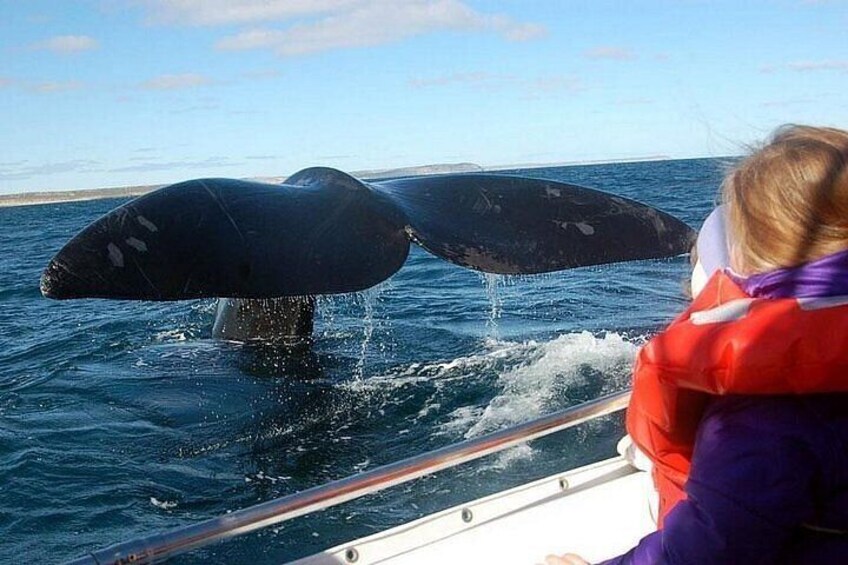 Valdes Peninsula Full day Tour and Whale Watching from Pto Madryn