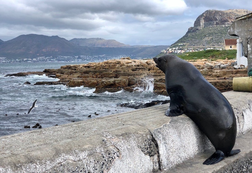 Picture 8 for Activity Cape Town, Pvt Tour: Cape Point, Penguins, Wine/Beer Tasting