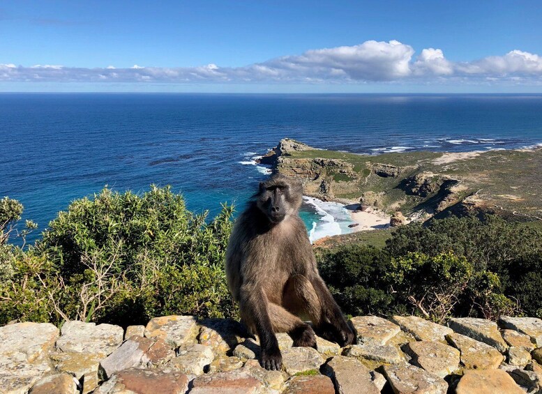 Picture 3 for Activity Cape Town, Pvt Tour: Cape Point, Penguins, Wine/Beer Tasting