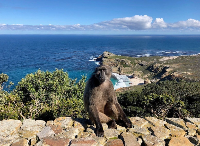 Picture 3 for Activity Cape Town, Pvt Tour: Cape Point, Penguins, Wine/Beer Tasting