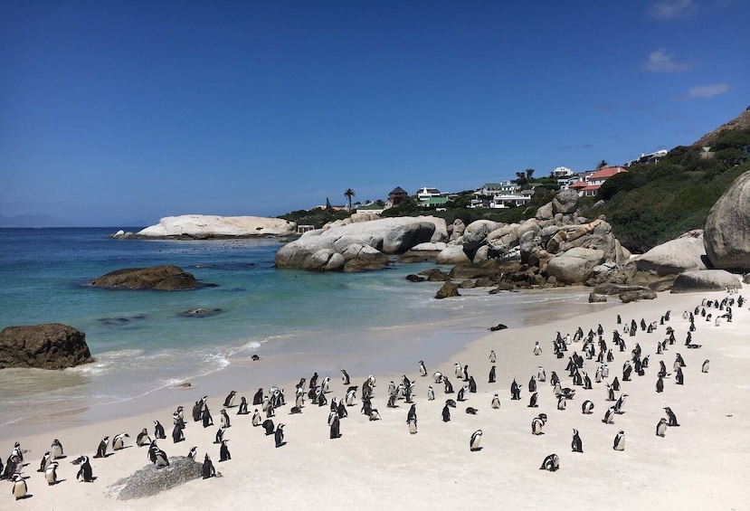 Picture 3 for Activity Cape Town, Pvt Tour: Cape Point, Penguins, Wine/Beer Tasting