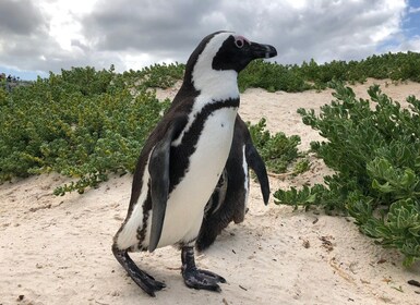 Kapkaupunki, Pvt Tour: Cape Point, pingviinit, viinin/oluen maistelu.