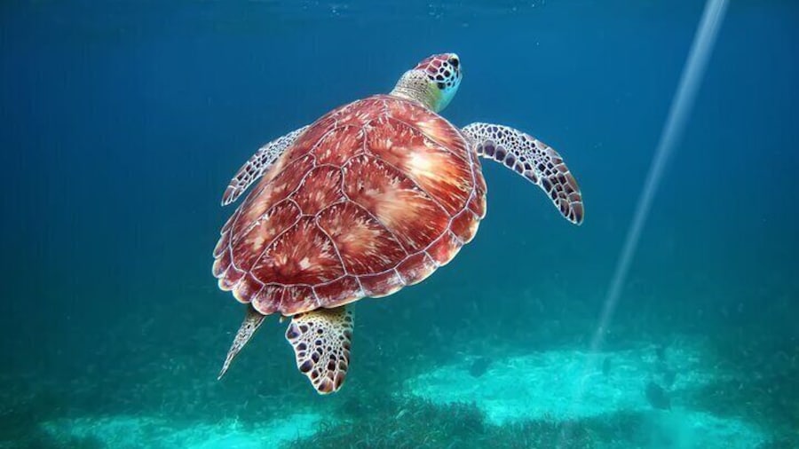 Full-Day Private Tour Hol Chan Bucket List Snorkeling and Marine