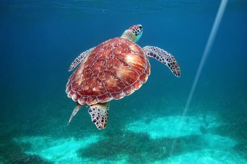 Full-Day Private Tour Hol Chan Bucket List Snorkeling and Marine