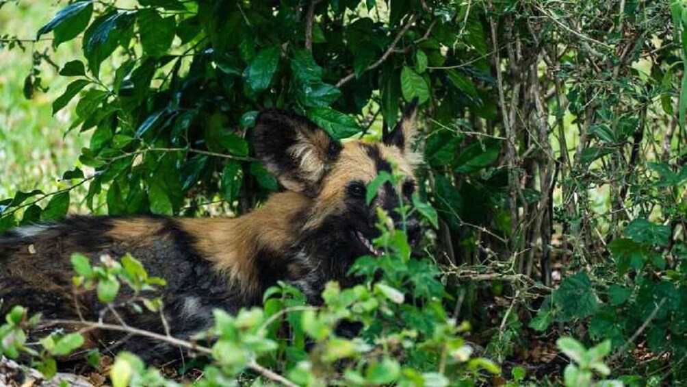 Picture 1 for Activity From Zanzibar-Selous National Park a Day Safari with flights