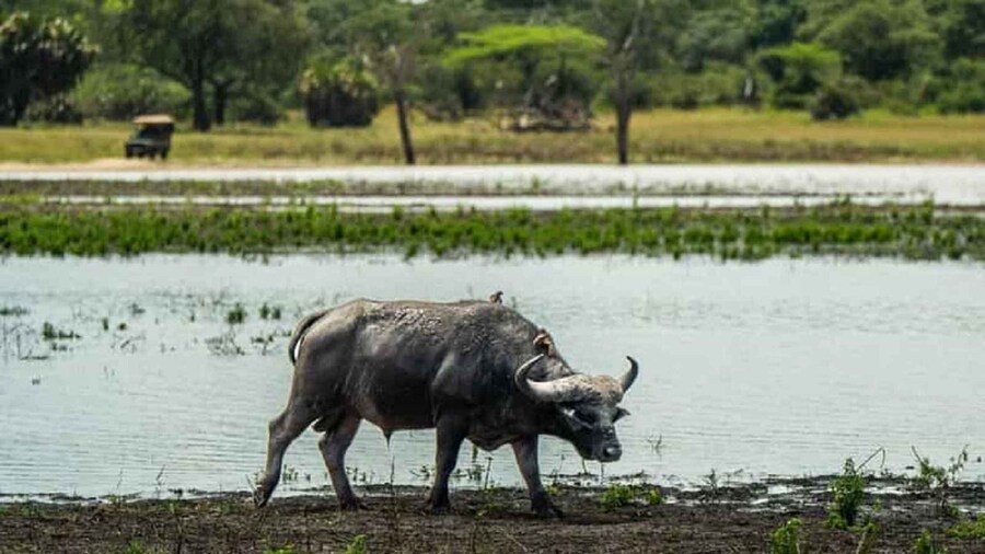 From Zanzibar-Selous National Park a Day Safari with flights
