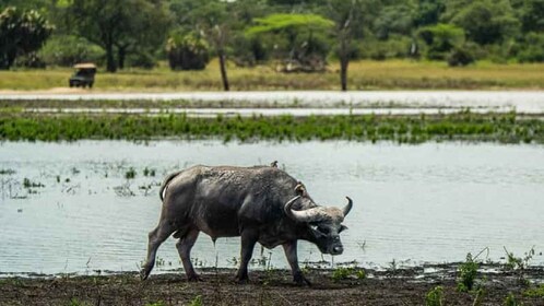 Van Zanzibar-Selous Nationaal Park een dagsafari met vluchten