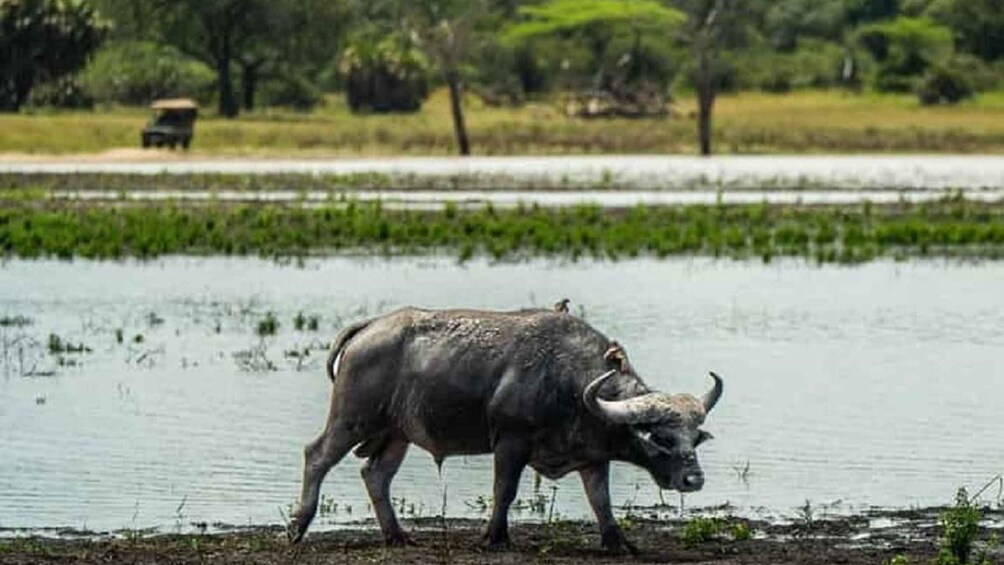 Zanzibar -Selous National Park/ 1 - Day Safari with flights