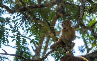 Barbados Caves & Critters