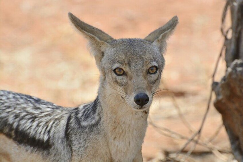 Jackal in Ruaha National Park 