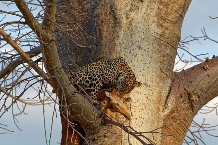5 Day Private Tour in Mikumi and Ruaha National Parks