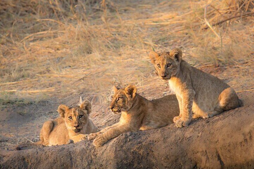 Lion cubs resting in Ruaha NP