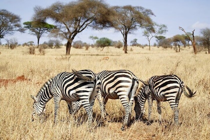 4 Day Private Tour in Mikumi and Ruaha National Parks