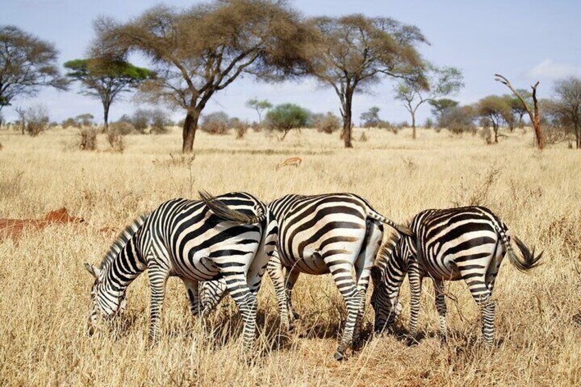 5 Day Private Tour in Mikumi and Ruaha National Parks 