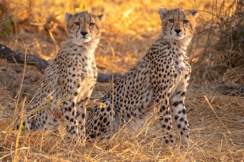 Cheetah in Ruaha NP
