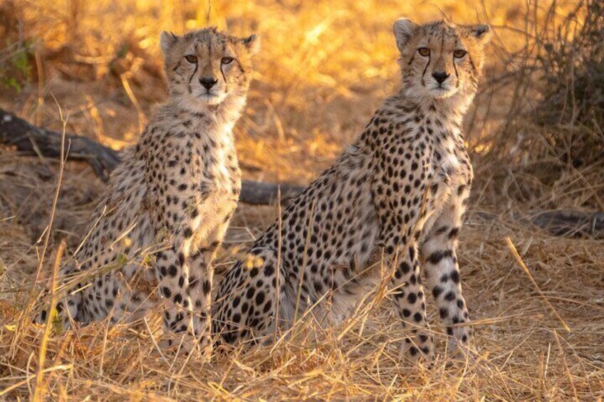 Cheetah in Ruaha NP