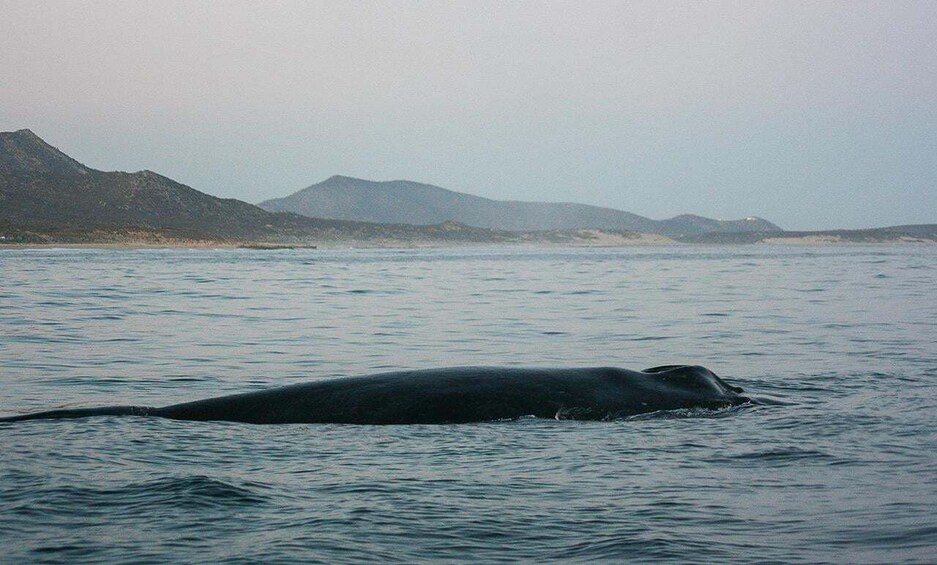 Picture 15 for Activity San Jose del Cabo Sunset Whale Watching