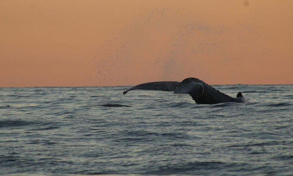 Picture 2 for Activity San Jose del Cabo Sunset Whale Watching