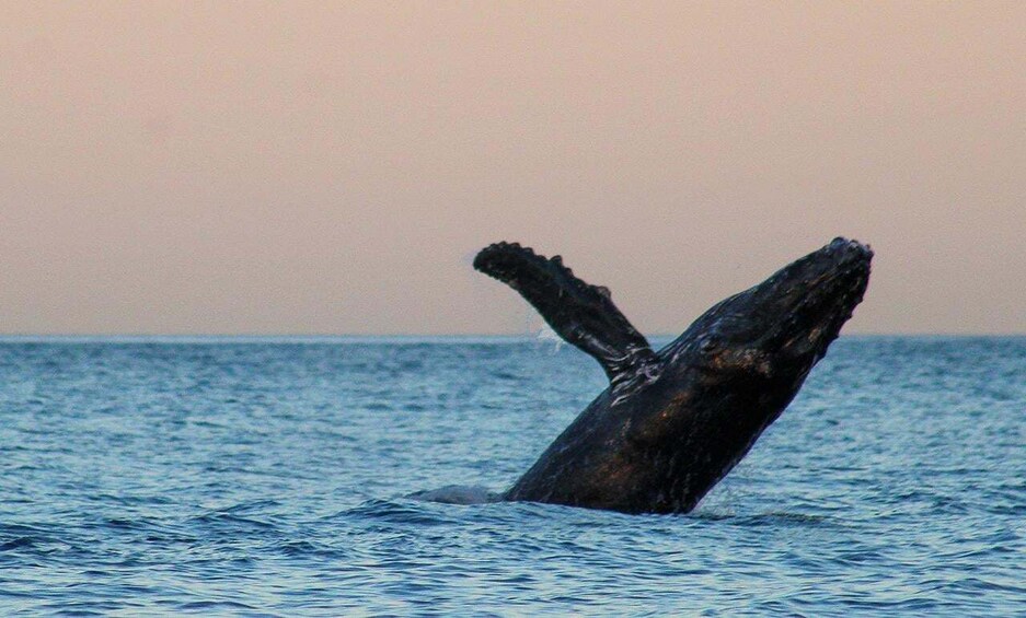 San Jose del Cabo Sunset Whale Watching