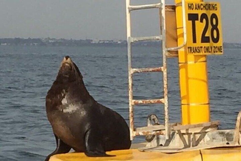 Shared St Kilda Penguin Cruise on a Small Voodoo Yacht