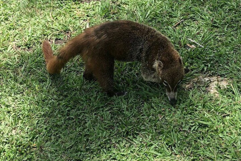 Wildlife in Tikal