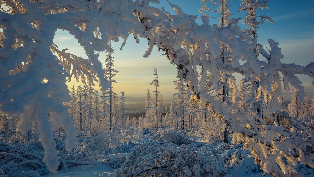 Picture 5 for Activity Rovaniemi: Auttiköngäs Winter Wilderness Hike & BBQ