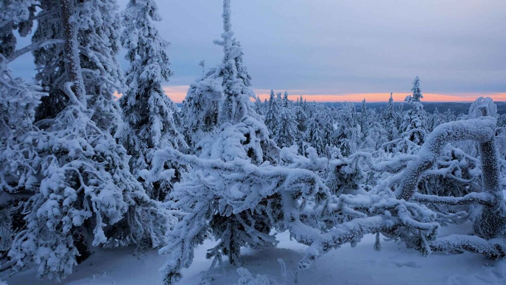 Picture 1 for Activity Rovaniemi: Auttiköngäs Winter Wilderness Hike & BBQ