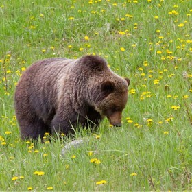 Banff: Private Shuttle Lake Louise & Johnston Canyon DayTrip