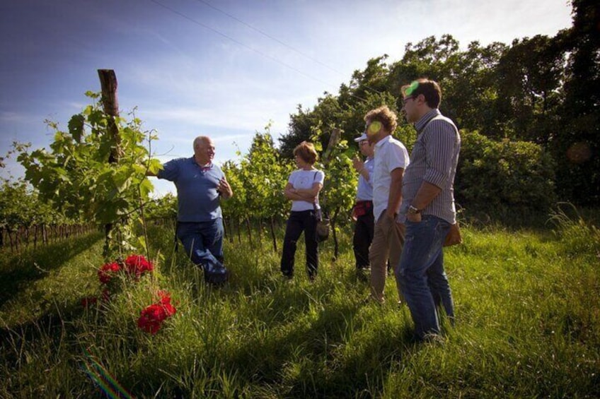 Euganean Hills vineyards near Padua