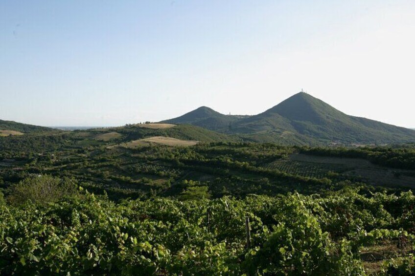 vineyards 