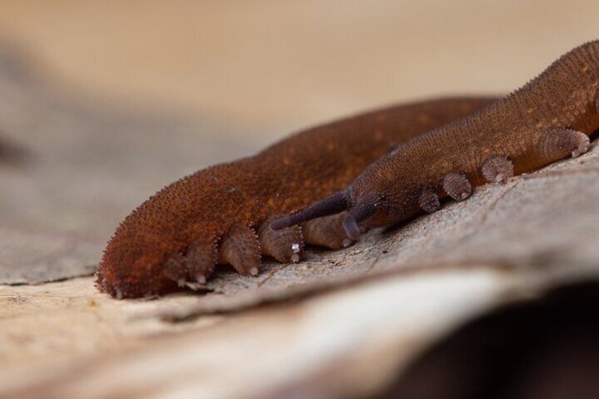 Velvet Worm