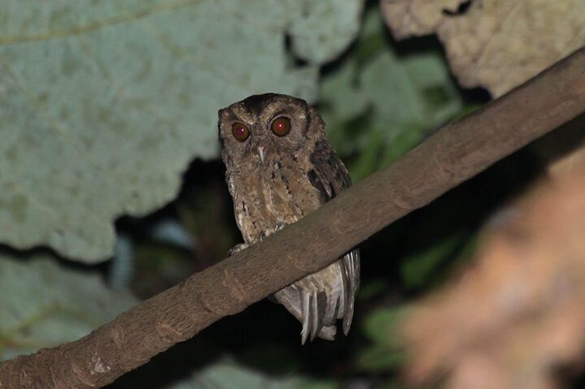 Sunda Scops Owl