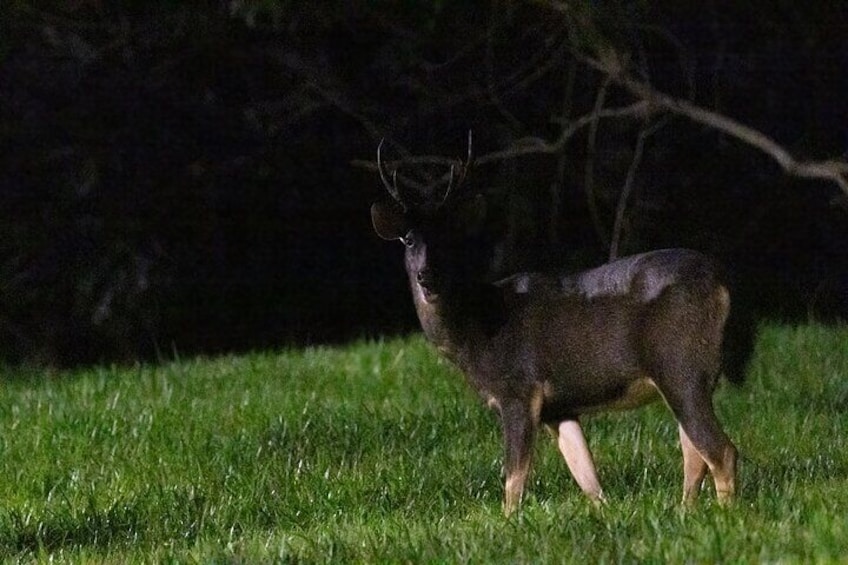 Sambar Deer