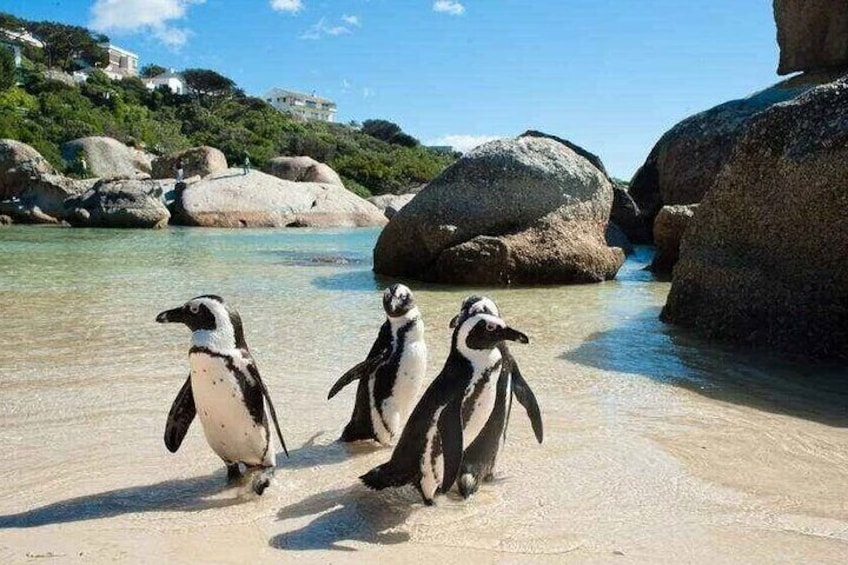 Botanical Garden, Muizenberg Beach and Colony of African Penguins