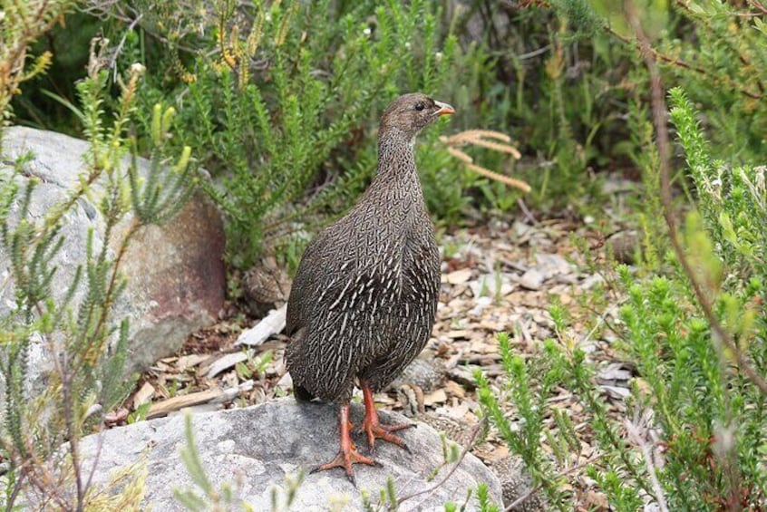 Botanical Garden, Muizenberg Beach and Colony of African Penguins