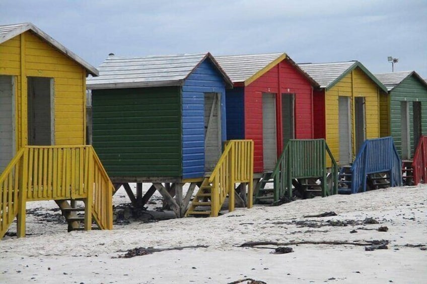 Botanical Garden, Muizenberg Beach and Colony of African Penguins