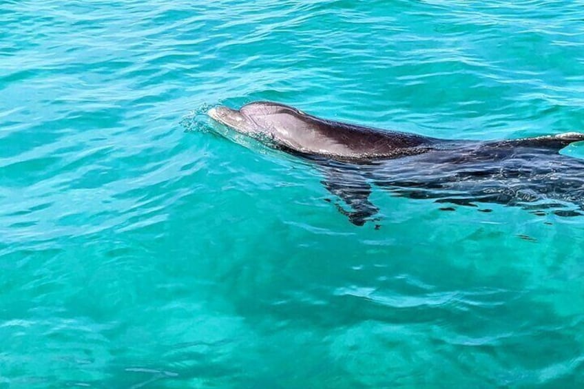 One Hour Harbor Shared Tour with Dolphin Watching 