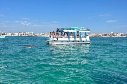 One Hour Harbour Shared Tour with Dolphin Watching