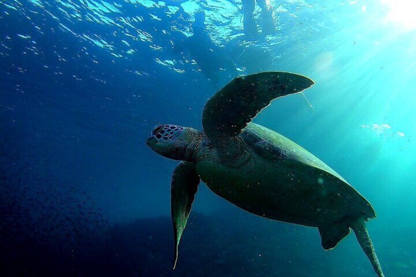 Turtle Watching: Experience the awe-inspiring sight of majestic sea turtles in their natural habitat, a serene and unforgettable encounter with marine life.

