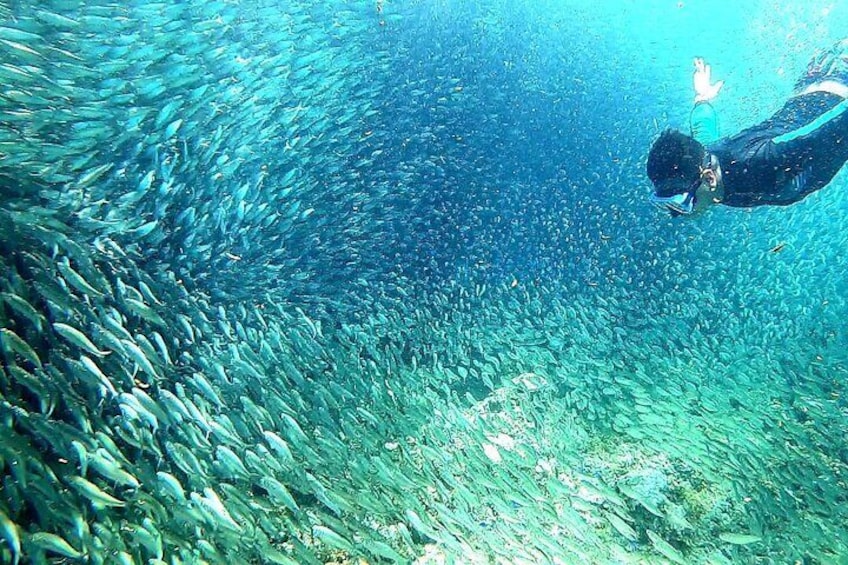 Sardine Run: Witness the mesmerizing dance of millions of sardines as they move in synchronized harmony, a breathtaking spectacle of nature.

