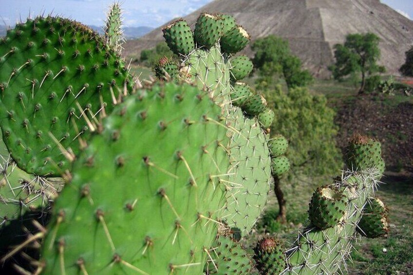 Teotihuacan Pyramids and Piñata Crafting Tour 