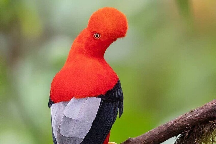 Bolivian Amazon: 3 days, Madidi Nat. Park with treetents