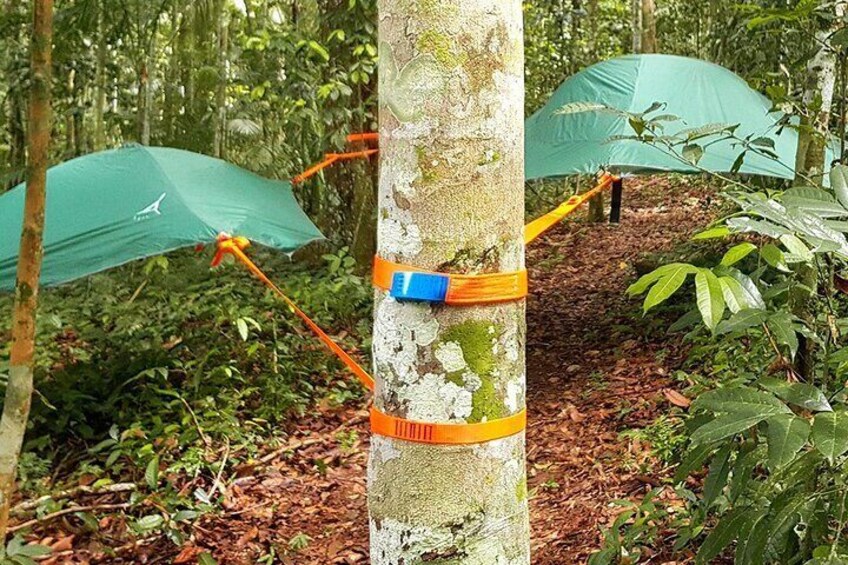 Bolivian Amazon: 3 days, Madidi Nat. Park with treetents