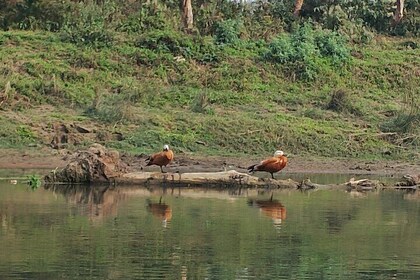 Paseo por la naturaleza en Chitwan Jungle Safari con guía