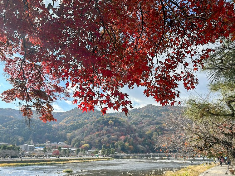 PERFECT KYOTO 1Day Bus Tour