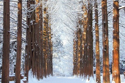 Half Day Tour to Eobi Ice Valley and Nami Island