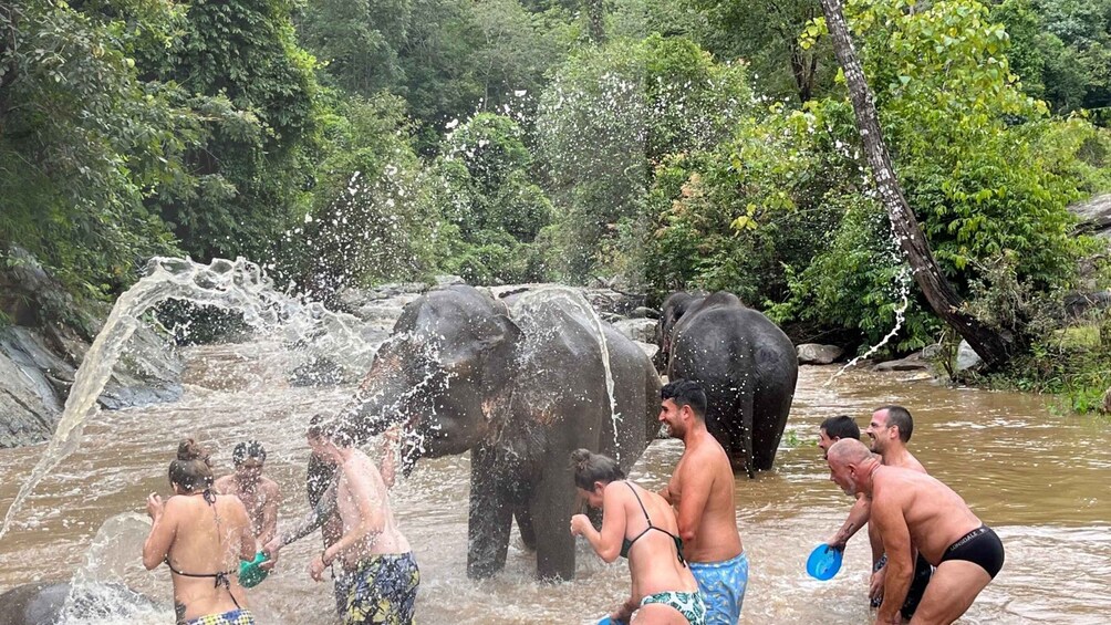 Picture 6 for Activity Chiang Mai: Elephant Sanctuary & Waterfall Group Tour